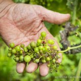 Vendanges mildiou vigne